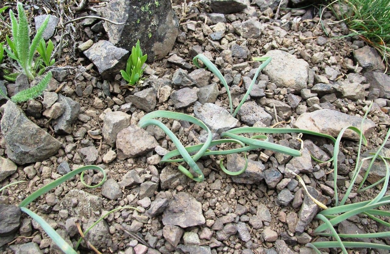 Zartes rosa Buetenbueschel der Allium crenulatum