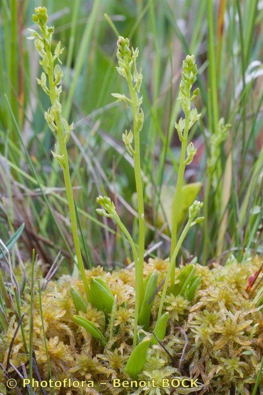Bog adder's-mouth orchid (Hammarbya paludosa) flowering in a damp, shaded peat bog