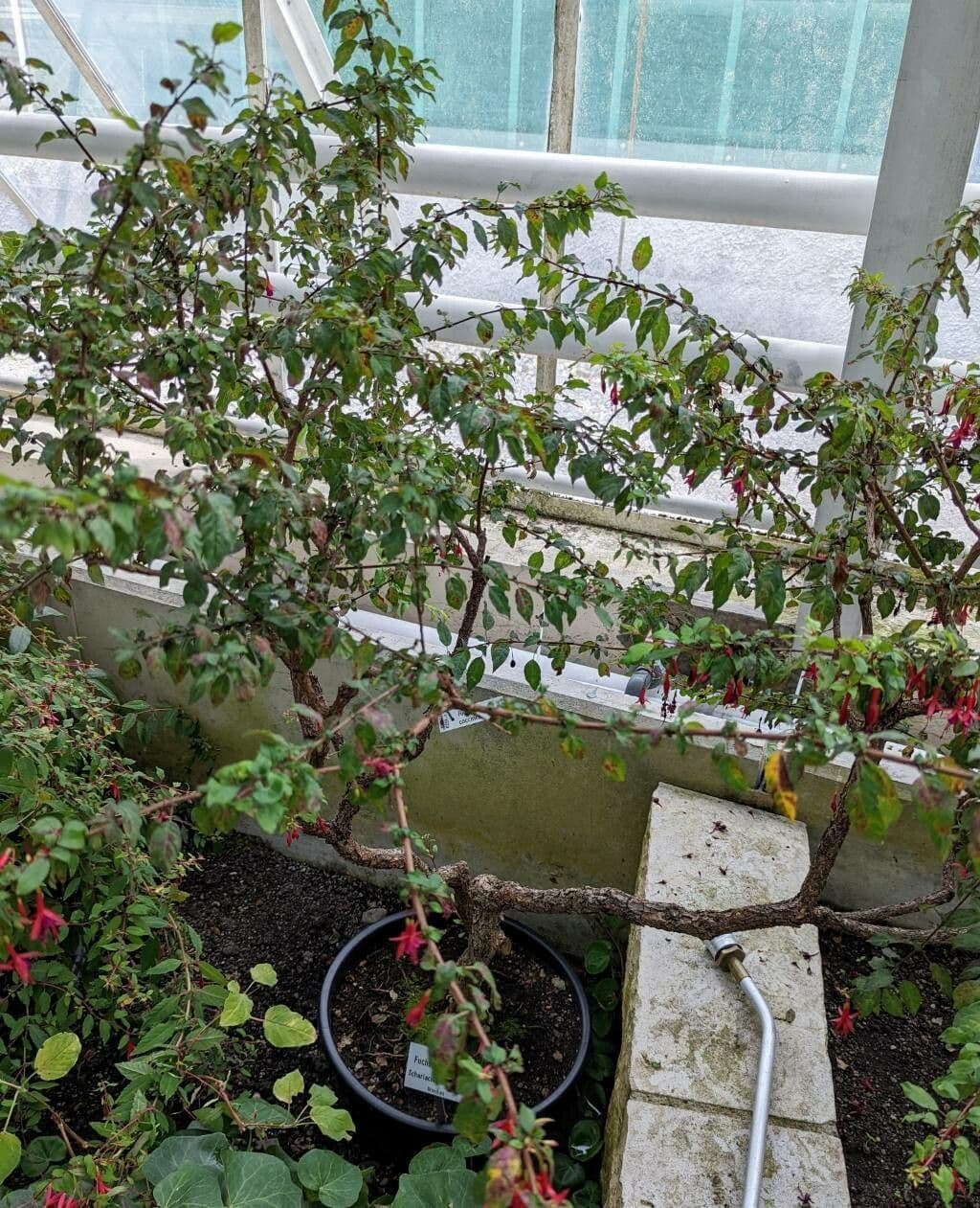 Fuchsia ecarlate montrant ses fleurs caracteristiques et elegantes