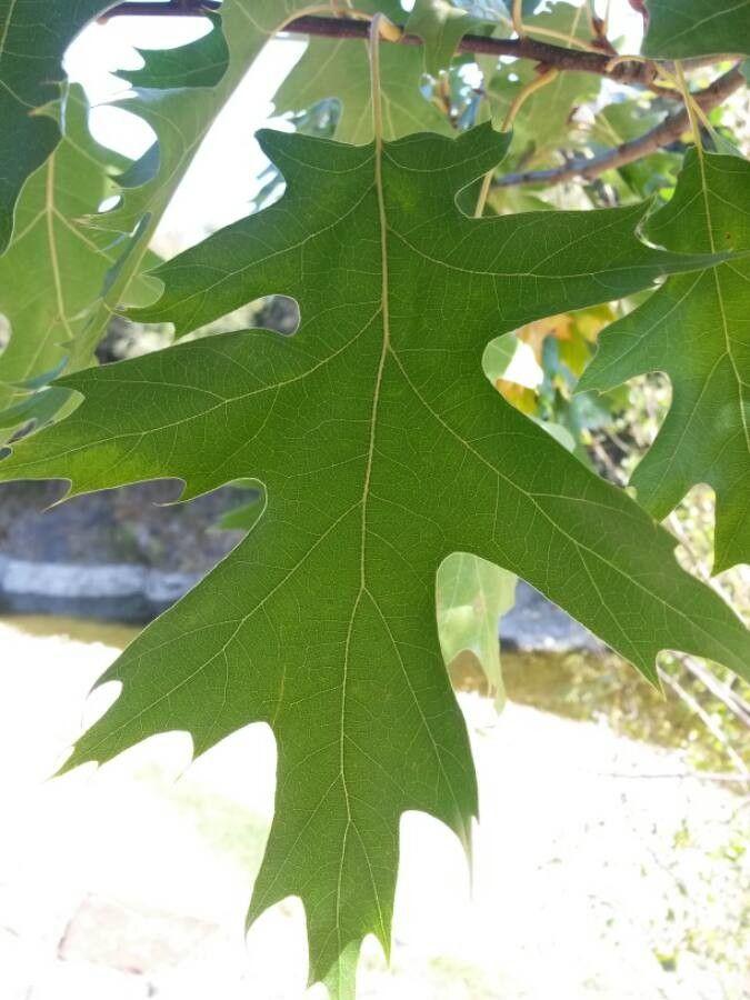 Chêne des teinturiers mature avec écorce profondément sillonnée et feuillage automnal flamboyant