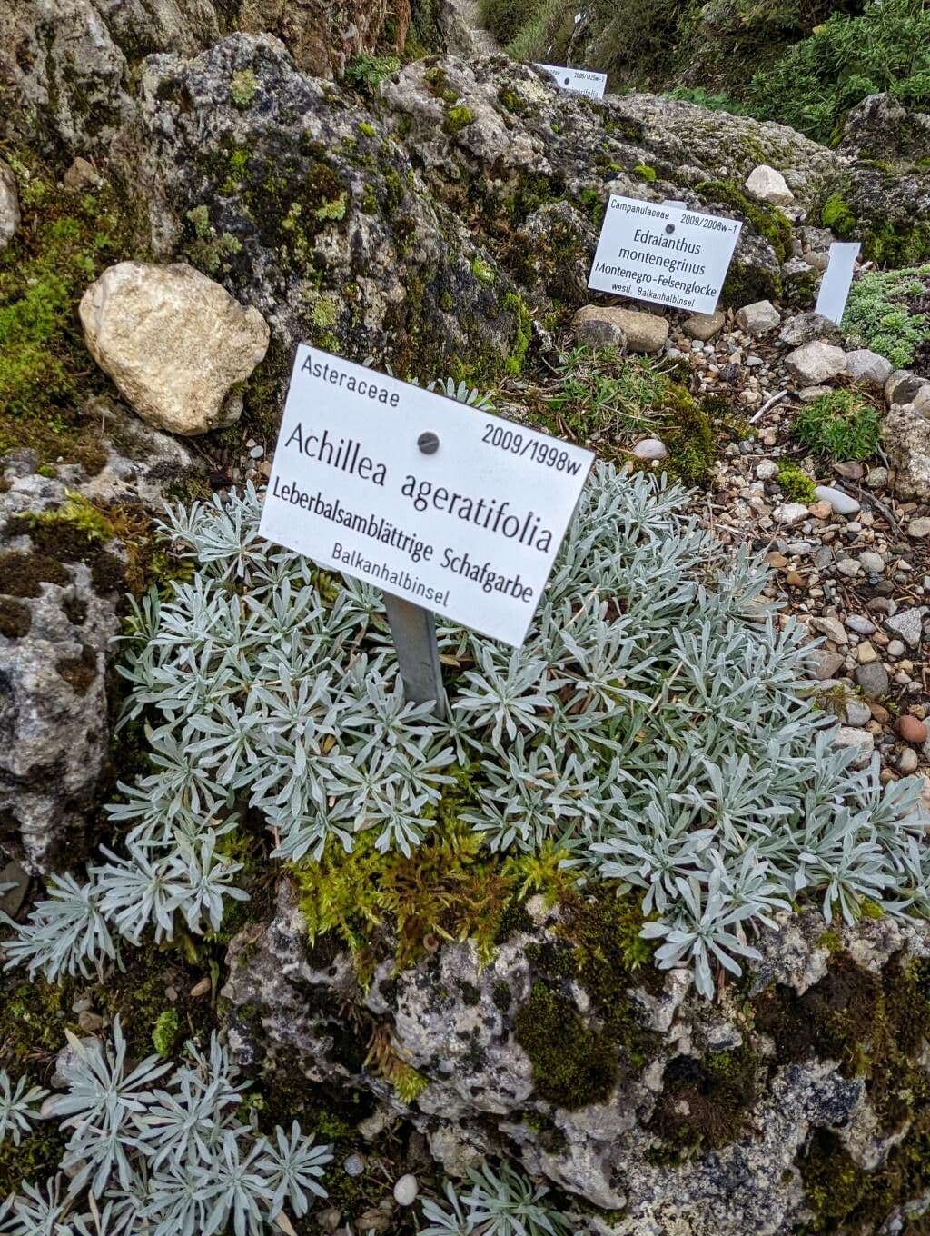 White flowers of Achillea ageratifolia in summer