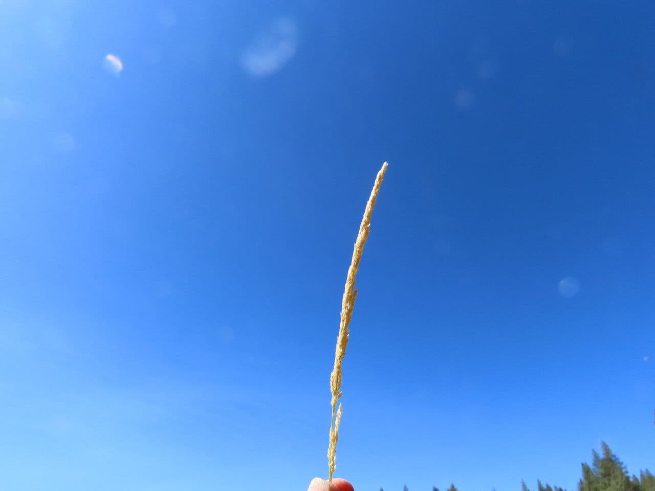 Spike redtop grass (Agrostis exarata) with characteristic flower panicles