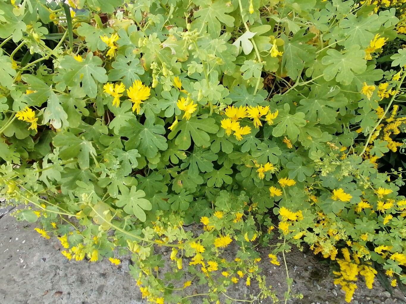 Capucine des Canaris avec des fleurs jaunes en forme d'oiseau en pleine floraison