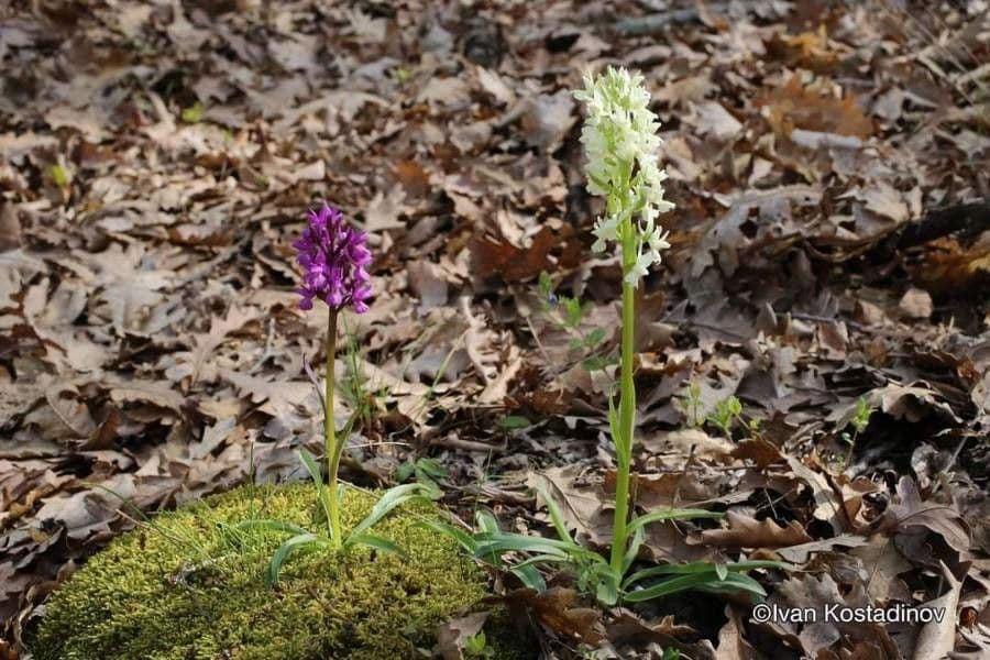 Roman dactylorhiza displaying yellow to purple flowers with spotted foliage in Mediterranean setting