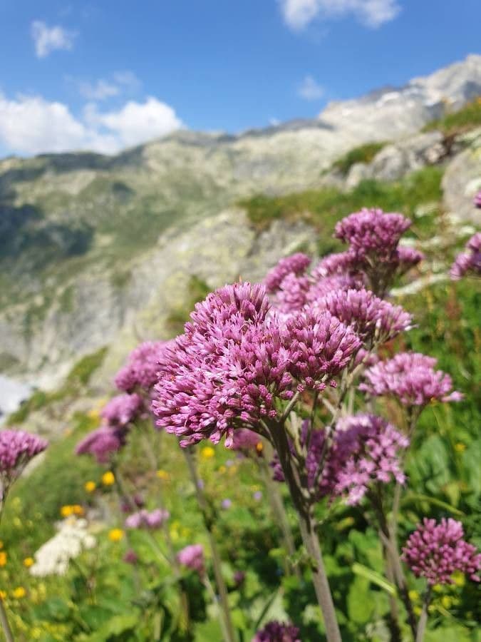 Adenostyles alpina fleurs roses et feuillage