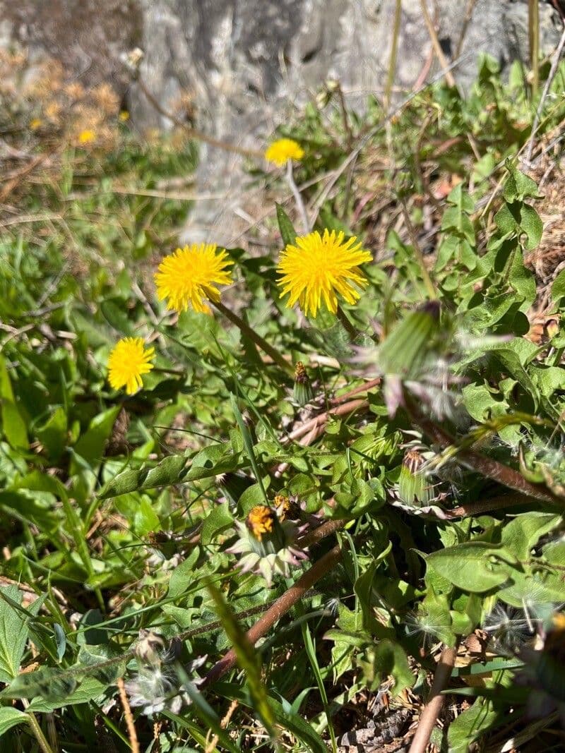 Yellow flowerhead of Taraxacum obliquilobum showing the orange-tipped involucral bracts