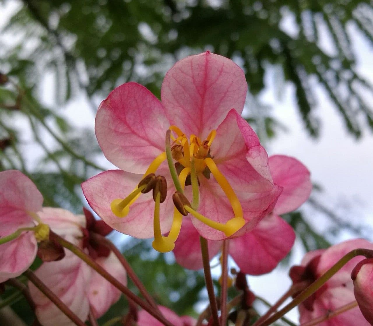 Roze en witte bloesems van Cassia javanica