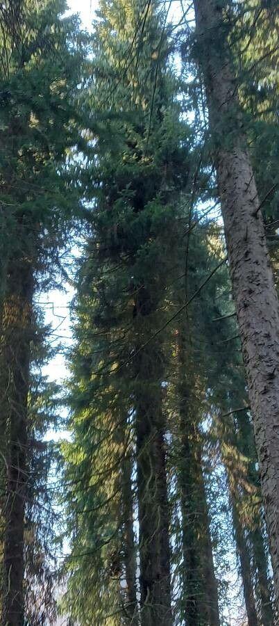 Servische spar in een moderne tuin, met smalle, opgaande vorm en donkergroene naalden