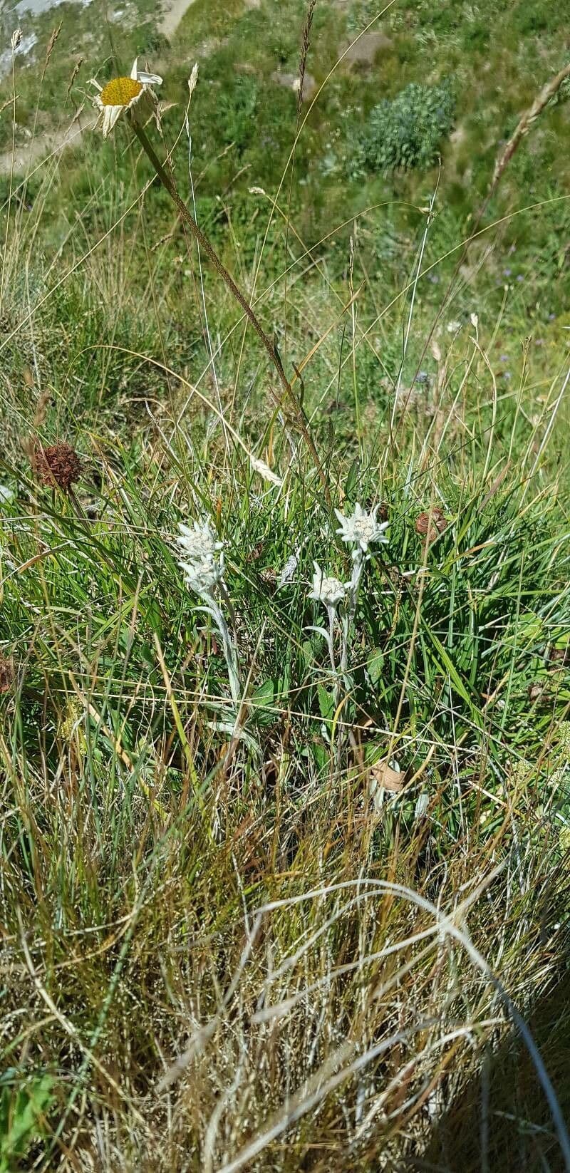 Fleur edelweiss avec ses caractéristiques feuilles duveteuses blanc-argent et centre jaune