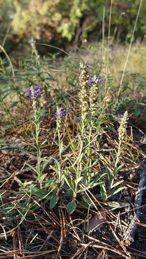 Ahriger Ehrenpreis mit blauen Blutenstanden im Garten