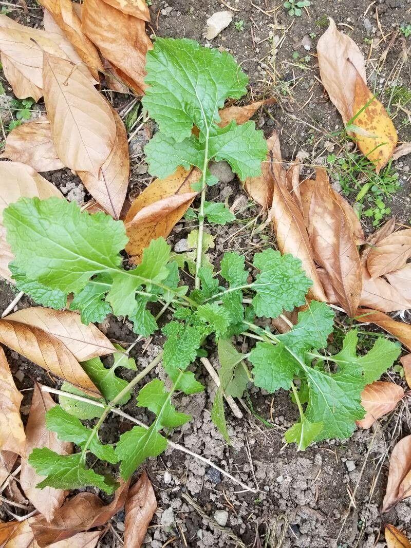 Gesunde Rübsen-Pflanzen mit grünen Blättern und gelben Blüten in einem Gartenbeet