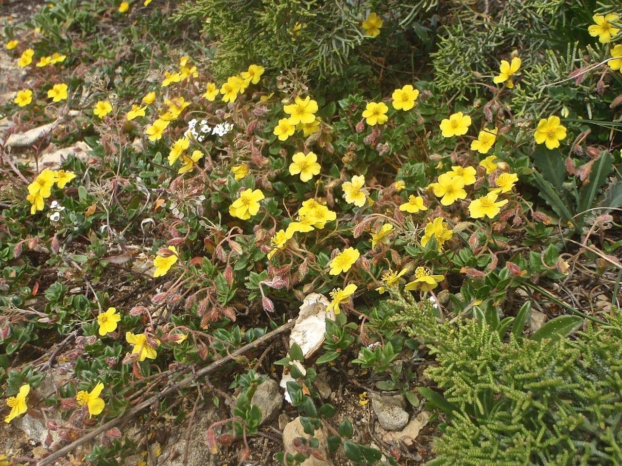 Helianthemum marifolium met gele bloemen op een zonnige rotsstapel