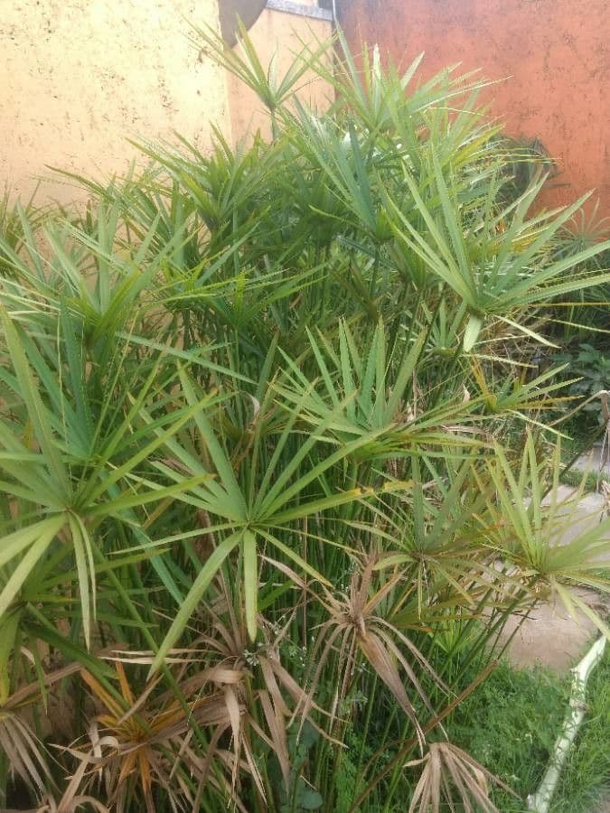 Cyperus alternifolius umbrella plant in full growth