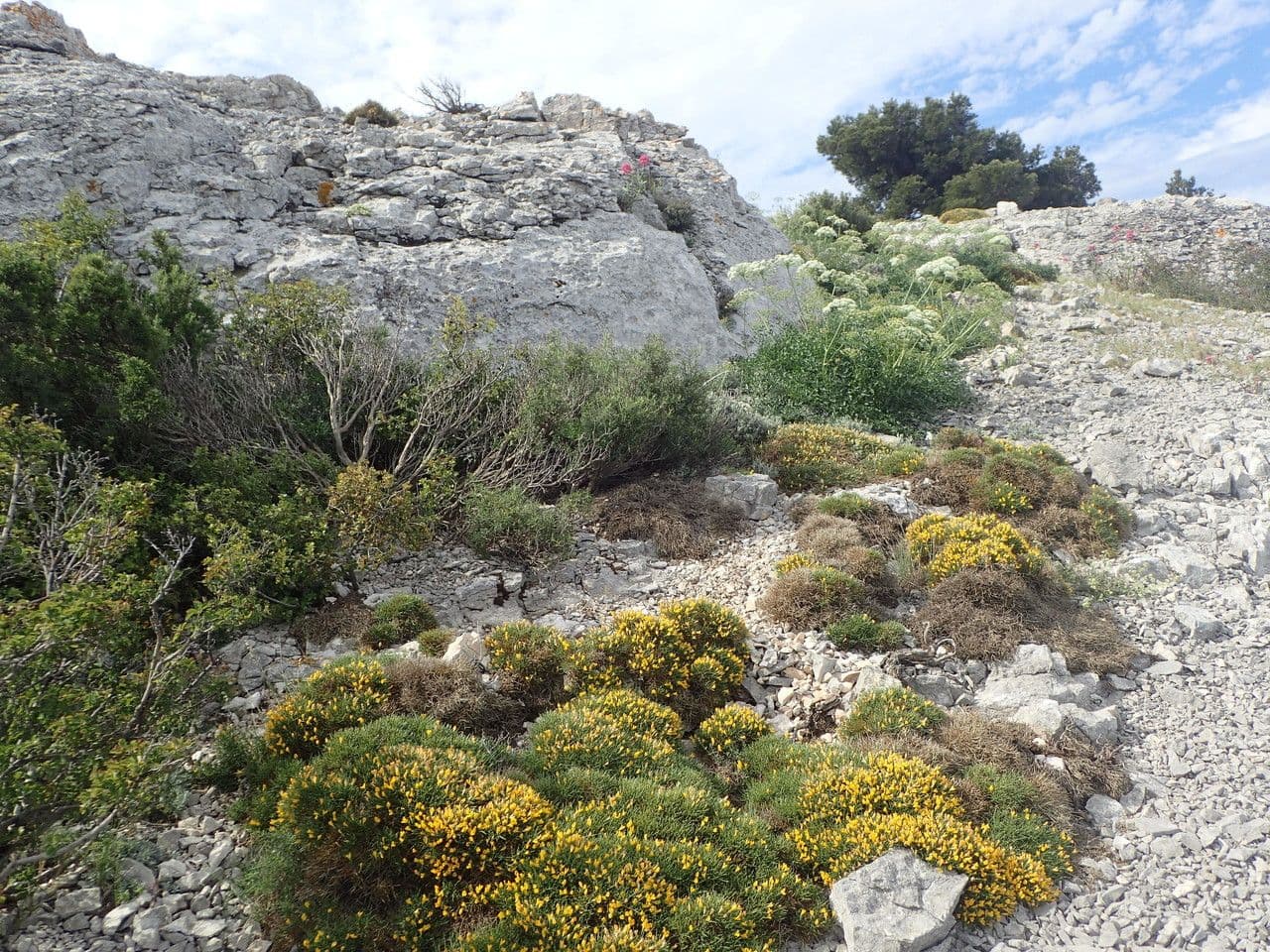 Lobels Ginster (Genista lobelii) in voller Blüte mit goldgelben Schmetterlingsblüten auf stacheligen Ästen