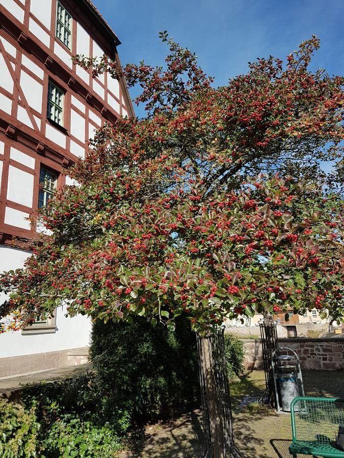 Hahnensporn-Weißdorn im Herbst mit roten Früchten und langen Dornen