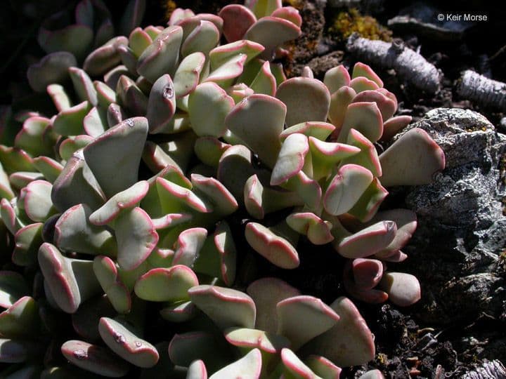 Sedum laxum mit rosa Blüten