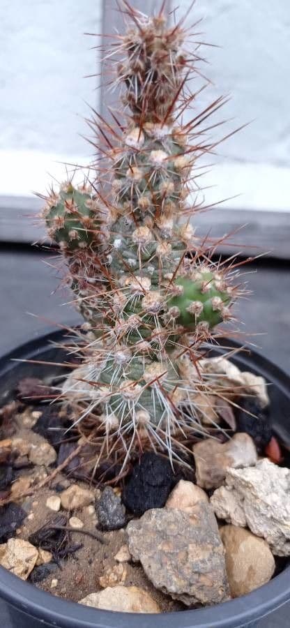 Brittle cactus with yellow flowers and green pads