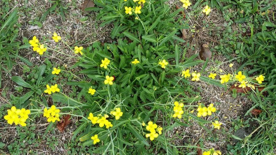 Lincoln's-weed in full bloom on a dry slope, showing feathery foliage and yellow flowers.
