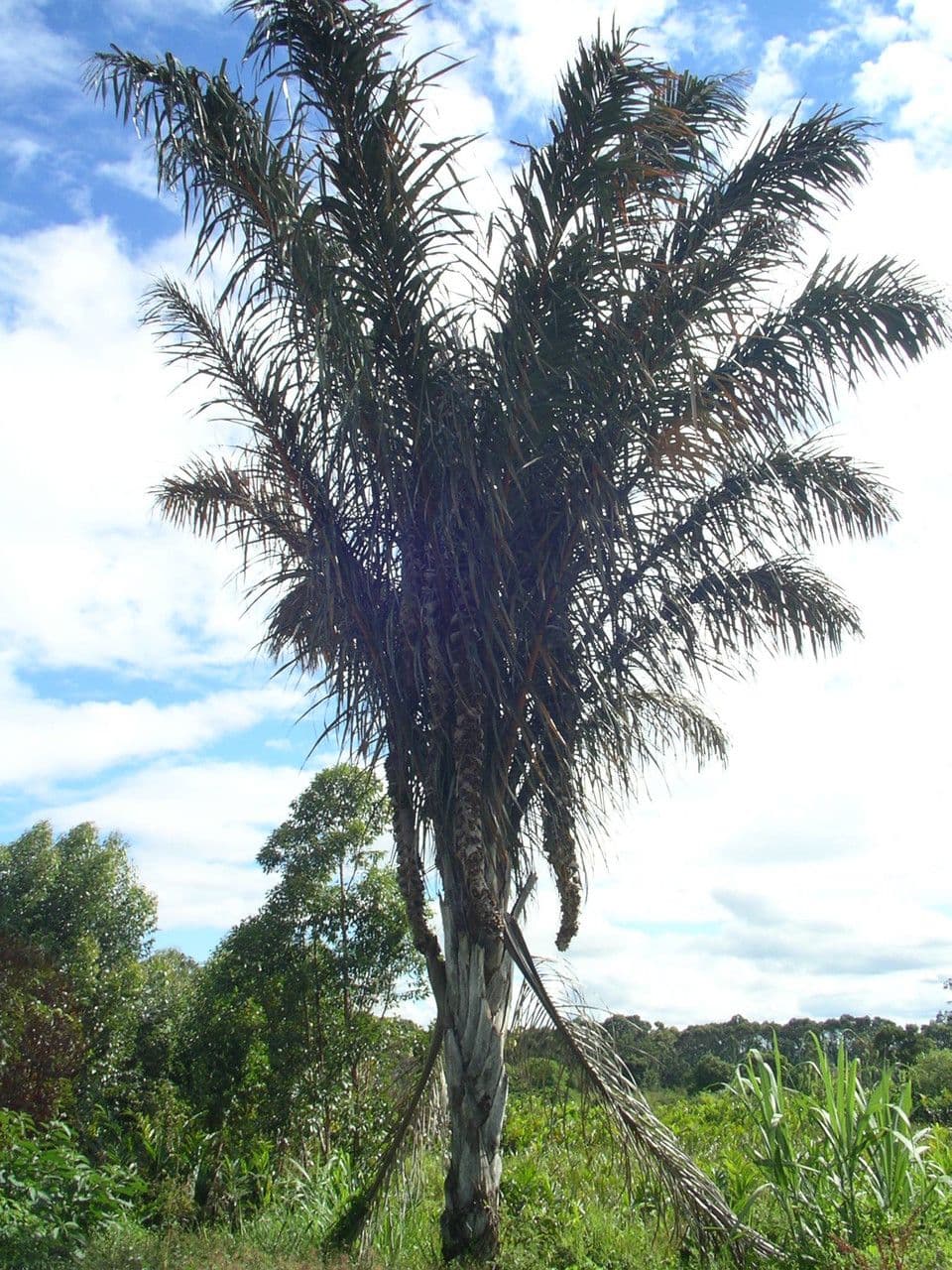 Raffia-palm met grote, indrukwekkende bladeren
