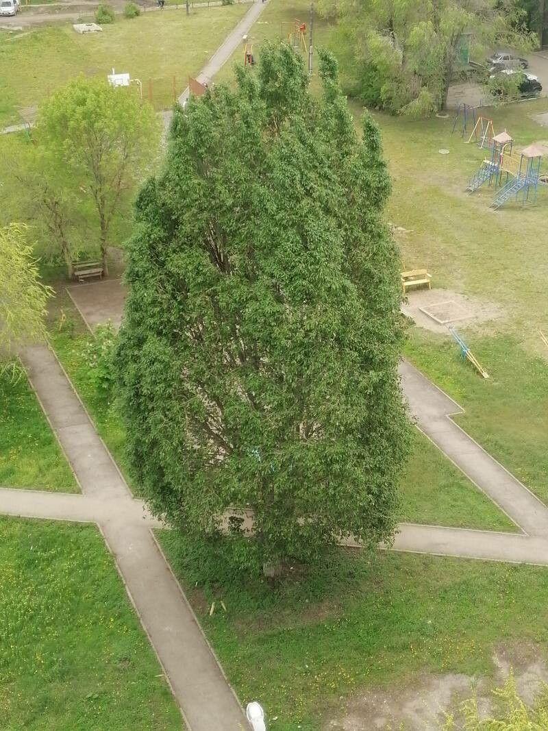 Ontariopopulier in het voorjaar met jonge knoppen en lichtgroene bladeren tegen een blauwe lucht