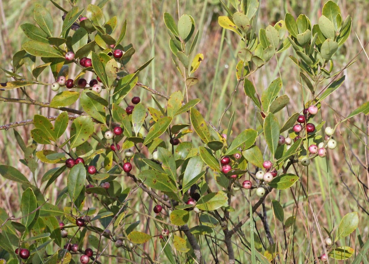 Ilex glabra baie d'encre avec feuillage vert fin et baies noires caracteristiques