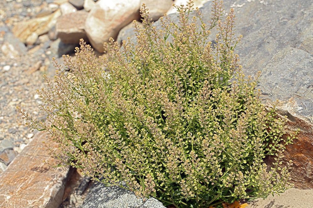 Lepidium lasiocarpum - raufruchtige Kresse in Blute
