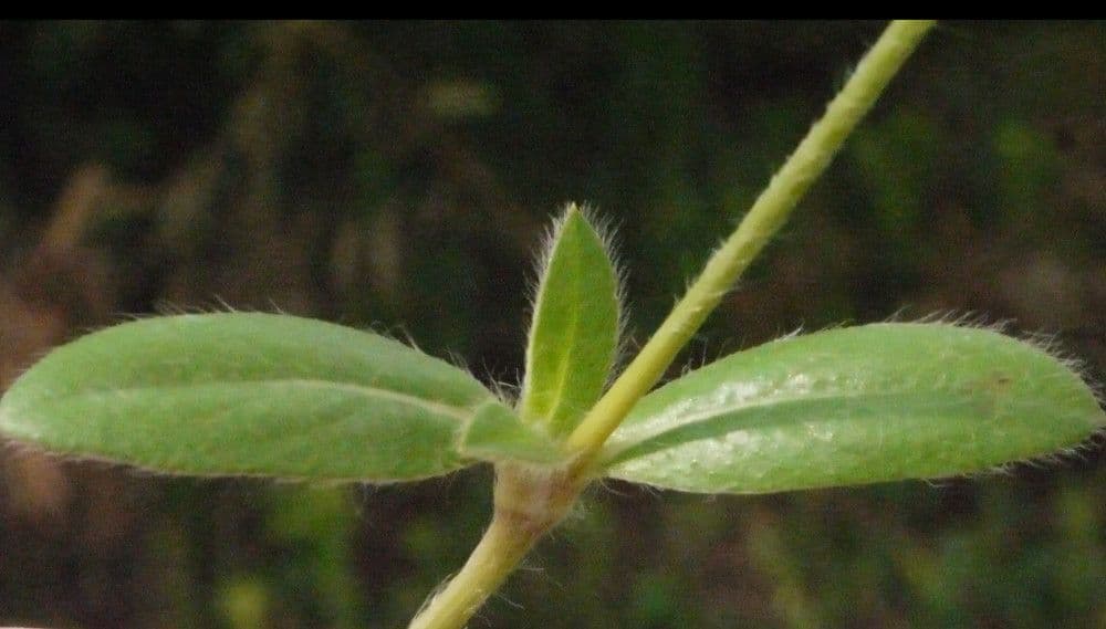 Alternanthera sessilis met kleine witte bloemen en donkergroene bladeren