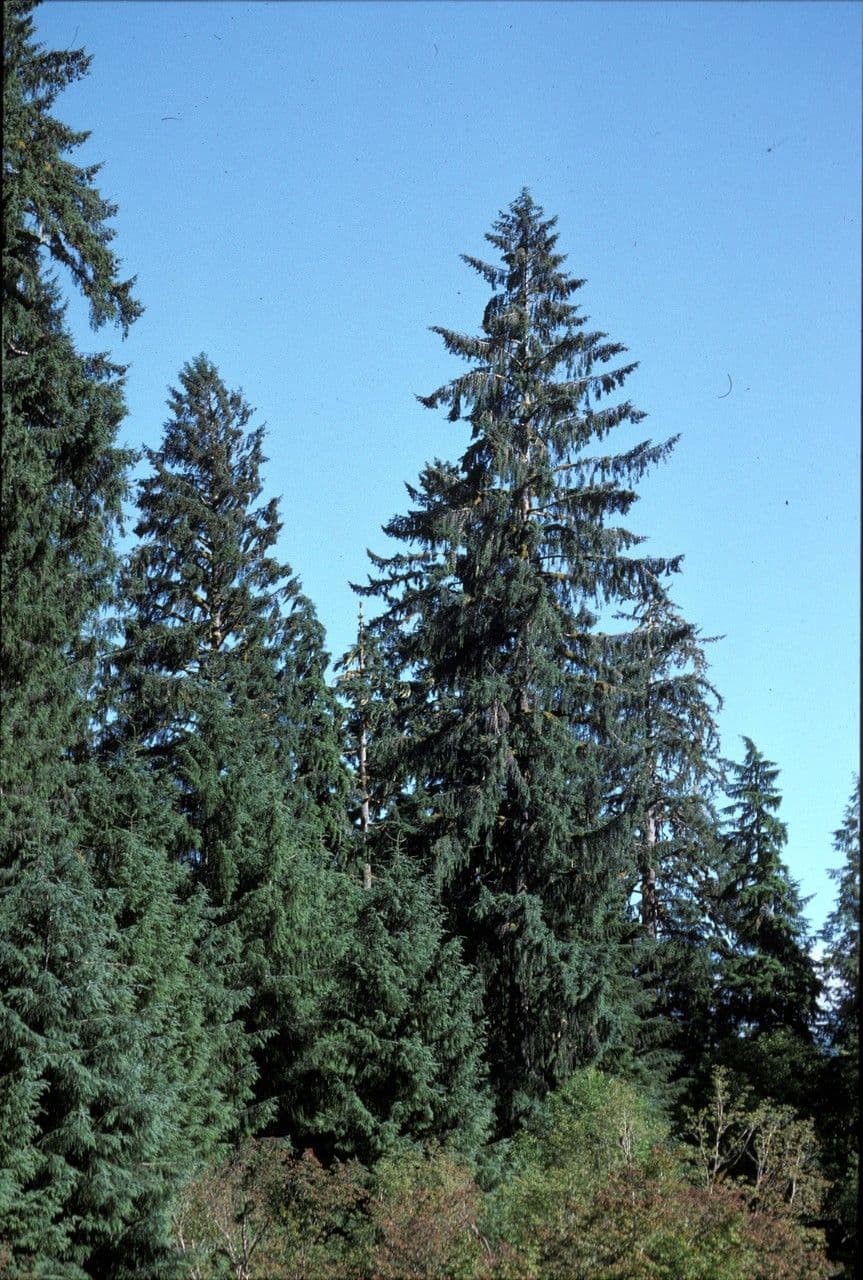 Arbre d'épicéa de Sitka dans son environnement naturel
