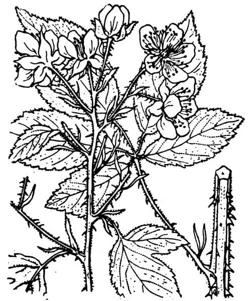 Ronce sauvage montrant fleurs blanches et feuillage