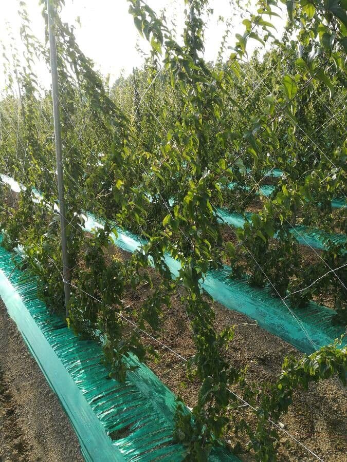 Dioscorea alata ranken met vleugels