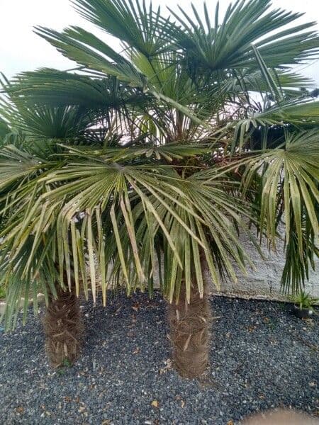 Chinese windmill palm displaying characteristic fan-shaped, green palm fronds
