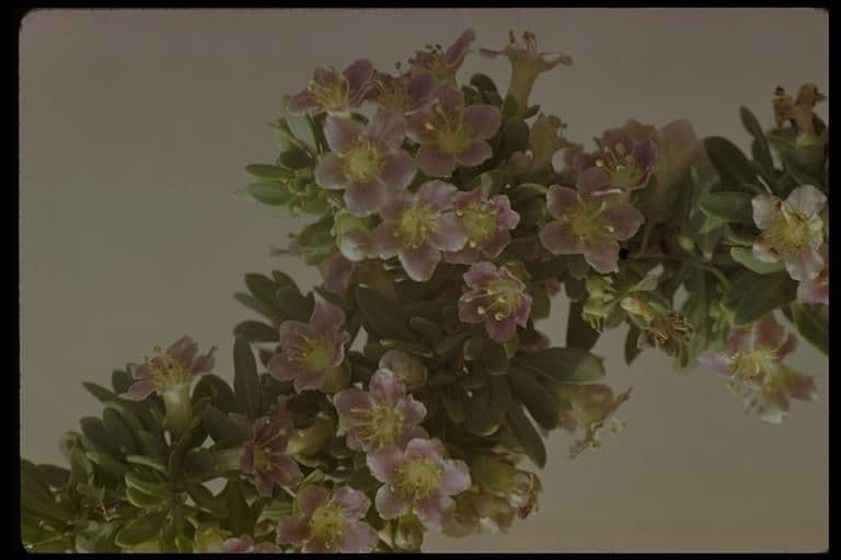 Lycium pallidum, der bleiche Bocksdorn, ein dorniger Strauch mit kleinen blassen Beeren aus dem US-Sudwesten