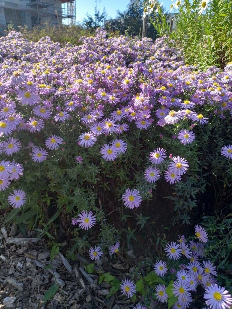 Symphyotrichum dumosum aster touffu avec fleurs mauve abondantes