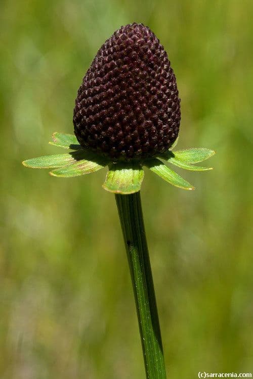 Western coneflower (Rudbeckia occidentalis) with characteristic dark cone center