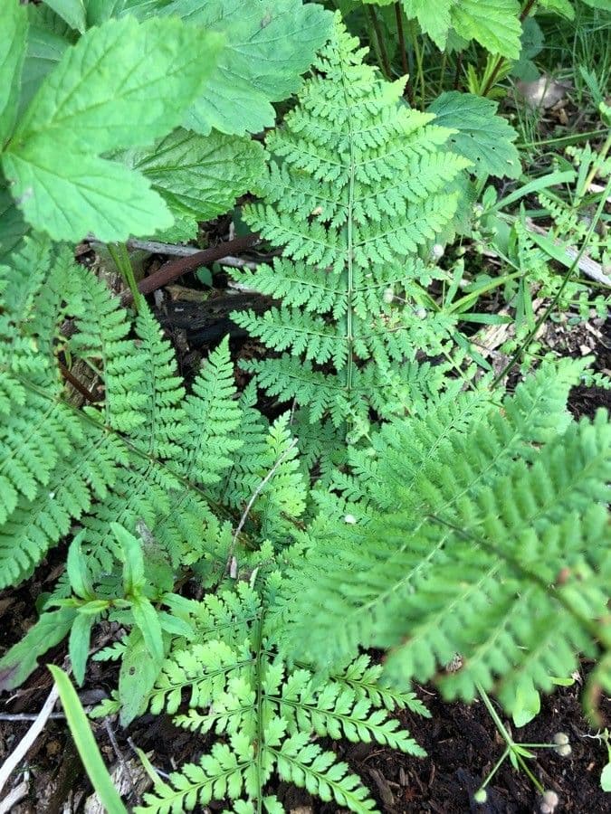 Evergreen wood fern with delicate fronds