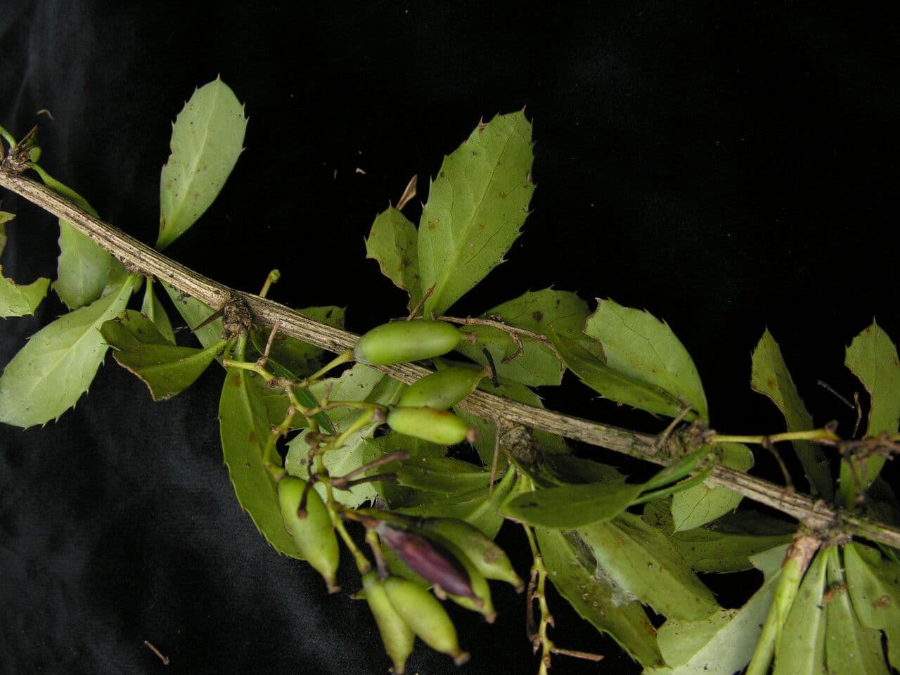 Arbuste Berberis aristata aux branches épineuses et feuilles colorees