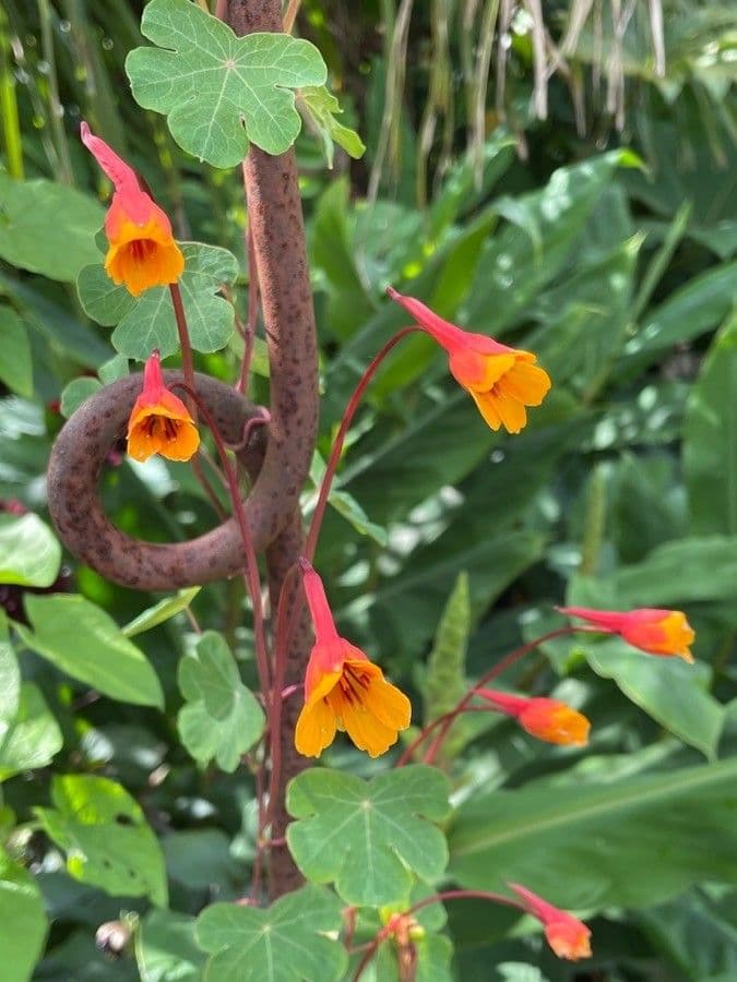 Tropaeolum tuberosum zeigt rote und gelbe Blüten