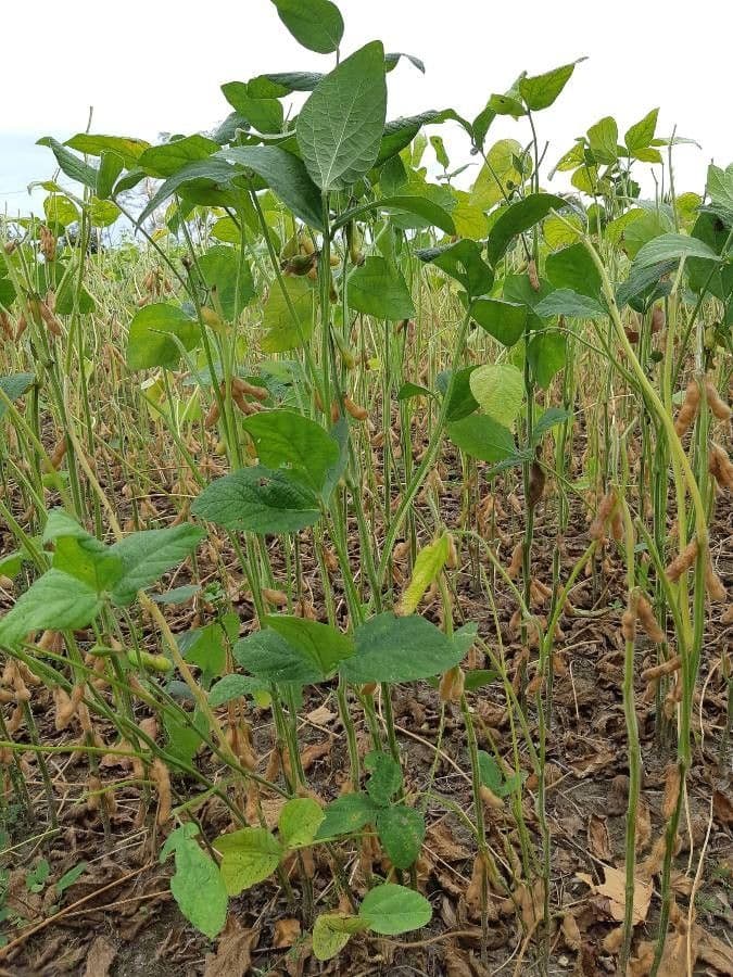 Soya plant with mature soybean pods