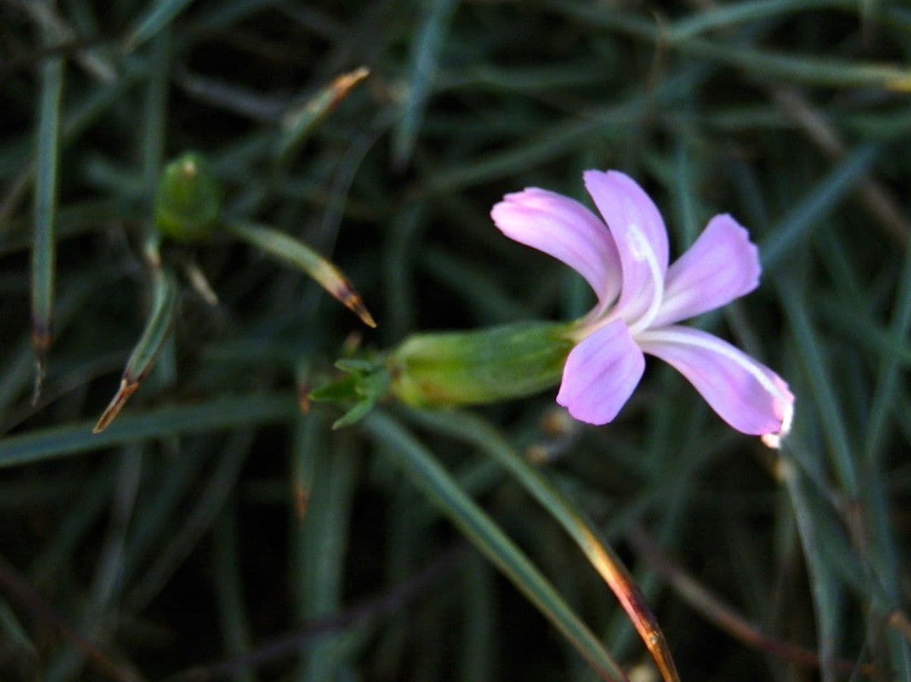 Purple flowers of Dianthus siculus