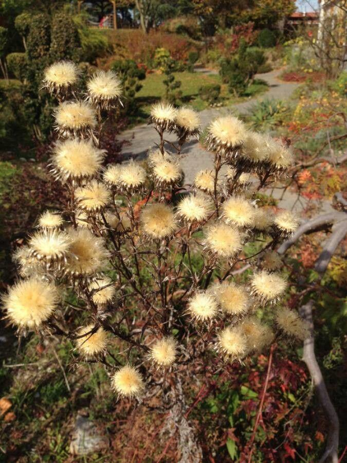 Carline commune (Carlina vulgaris) en fleur avec inflorescences argentées dans un pré sec et ensoleillé