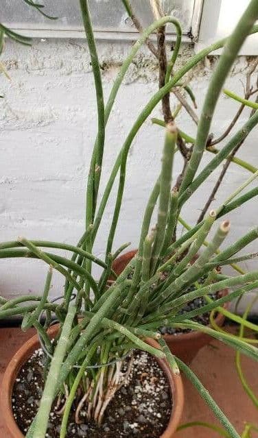 Plant in groei
