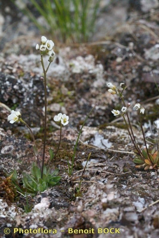 Weisse Bluten des Fladnitzer Felsenblumchens (Draba fladnizensis)