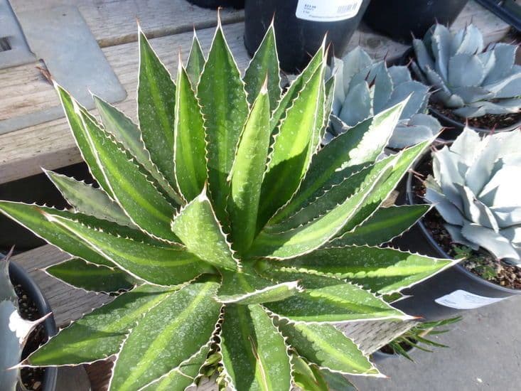 McKelvey agave (Agave univittata) leaves with silver stripes