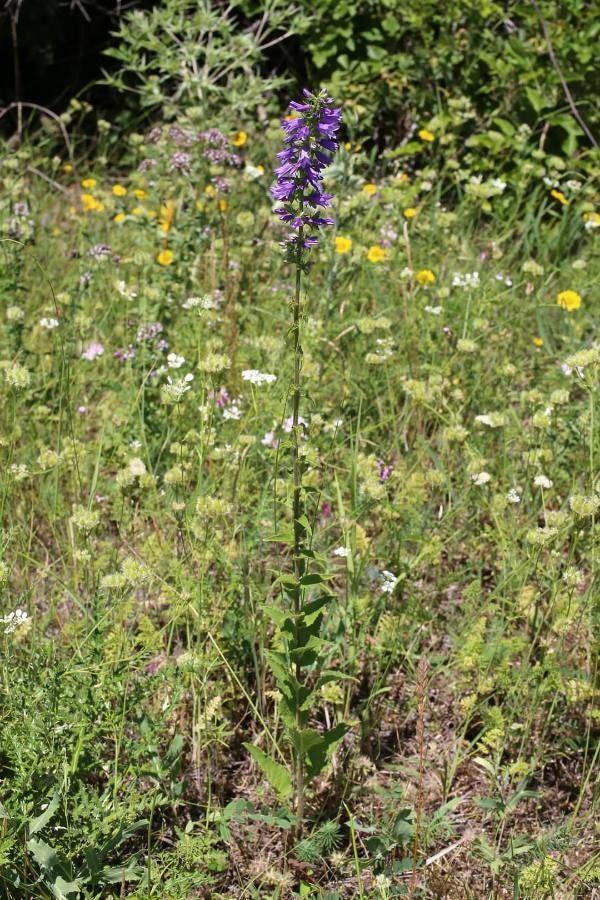 Campanula bononiensis in full bloom in a sunny garden bed, soft blue-purple bells above dark green foliage