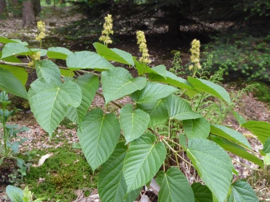 Acer distylum lindenblattrige Blatter und Bluten