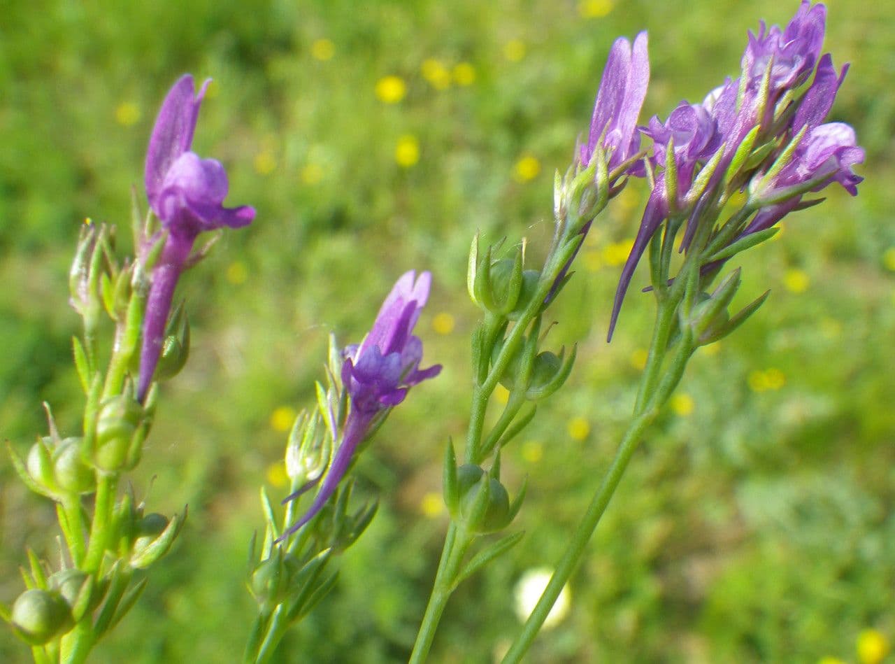 Purple linaria