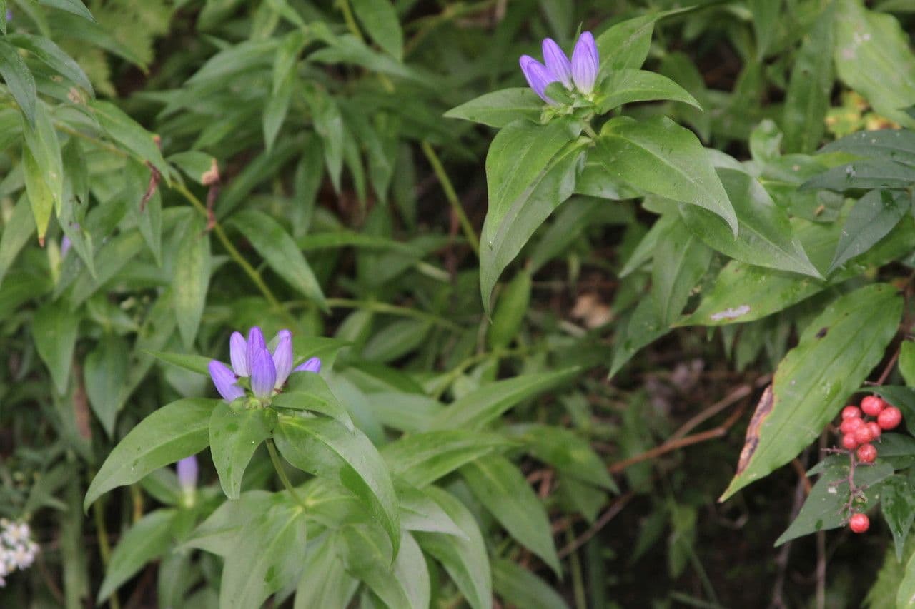 Gentiana clausa mit tiefvioletten geschlossenen Flaschenblüten an einem naturnahen Waldrand