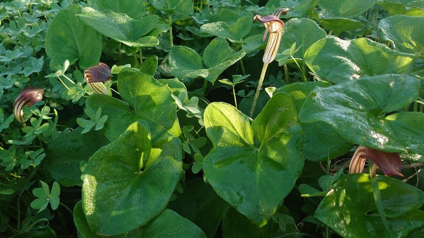 Arisarum vulgare plant with characteristic spathes in Mediterranean landscape