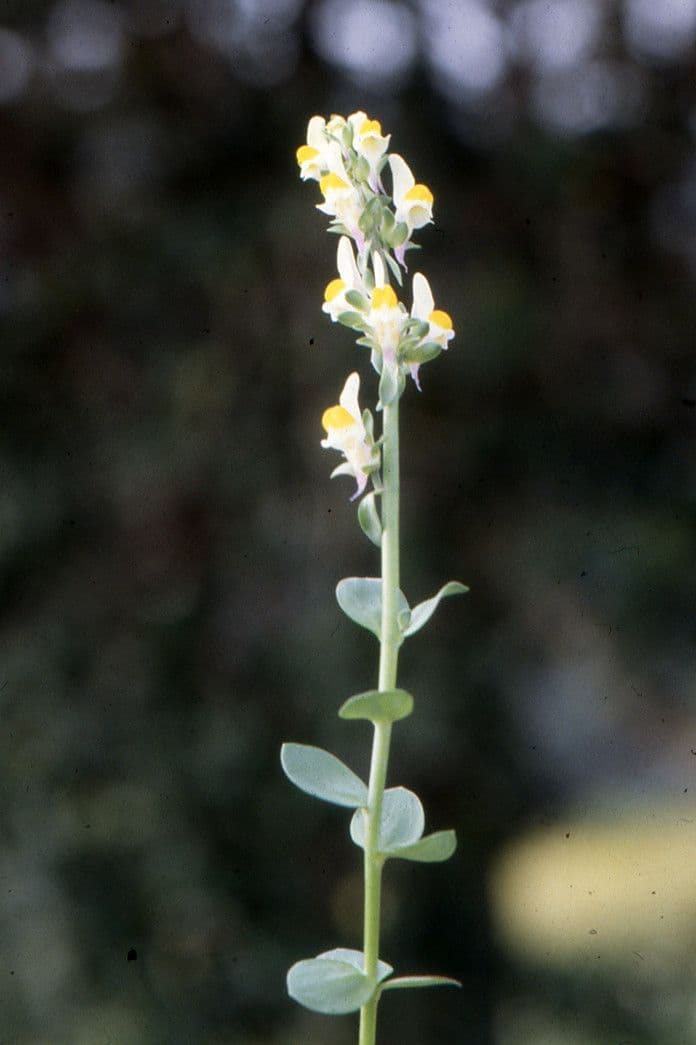Dreiblättriges Leinkraut mit weißen Blüten und schmalen Blättern
