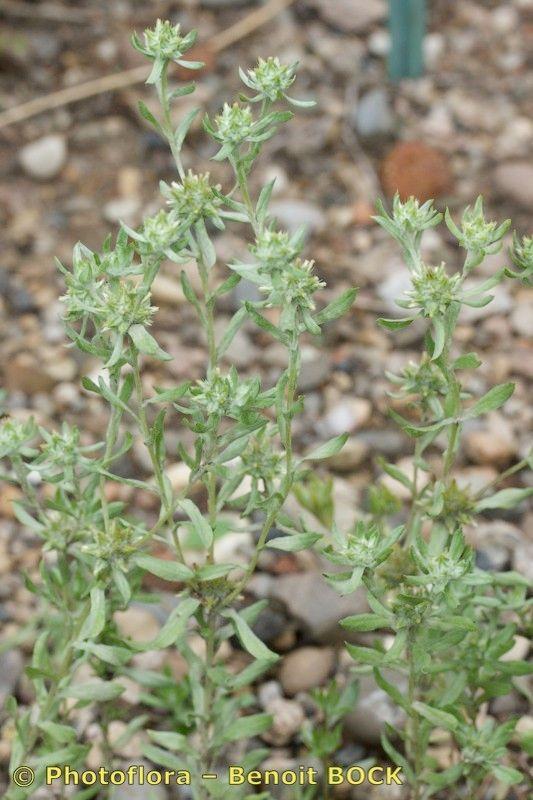 Gelbes Filzkraut blüht auf einem trockenen, sonnigen Platz zwischen Kies und Steinen